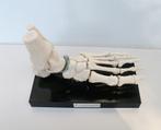 MEDISCH ANATOMISCH MODEL VOET, Ophalen of Verzenden, Zo goed als nieuw