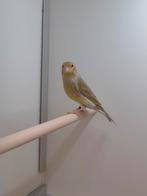 Bastaarden, Dieren en Toebehoren, Vogels | Overige Vogels, Meerdere dieren, Tropenvogel, Geringd