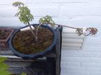 Acer Bonsai - Kleinbladerig, Tuin en Terras, Planten | Tuinplanten, Overige soorten, Vaste plant, Ophalen of Verzenden, Bloeit niet