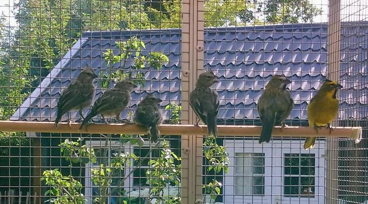 Groene Kardinalen, Dieren en Toebehoren, Vogels | Overige Vogels, Tropenvogel, Meerdere dieren, Geringd