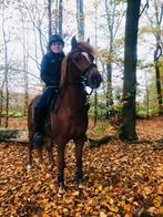 Super leuke c pony, Dieren en Toebehoren, Gechipt, Ruin, Niet van toepassing, C pony (1.27m tot 1.37m)