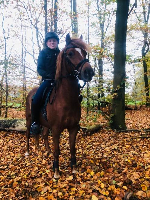 Super leuke c pony, Dieren en Toebehoren, Pony's, Ruin, Niet van toepassing, C pony (1.27m tot 1.37m), Recreatiepony, 11 jaar of ouder