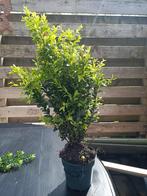 mooie buxus planten 30-40 cm., Tuin en Terras, Minder dan 100 cm, Buxus, Ophalen