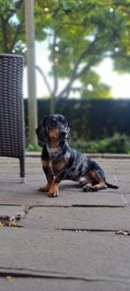 Dwergteckel Merle Dekreu. Niet te koop!, Rabiës (hondsdolheid), 15 weken tot 1 jaar, Reu, Eén hond