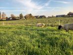 Mooie texelaar ram te koop, Dieren en Toebehoren, Stalling en Weidegang