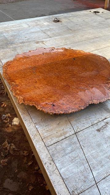 Australische eucalyptus burl uniek  beschikbaar voor biedingen
