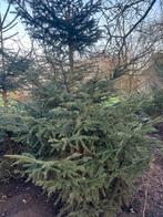 5 mansgrote kerstbomen, Tuin en Terras, Vaste plant, Bloeit niet, Halfschaduw, Ophalen