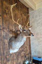 damhert,opgezet wild,preparaat,hertenkop,Taxidermie, Verzamelen, Dierenverzamelingen, Ophalen, Nieuw, Opgezet dier