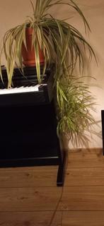 Gratis graslelie stekjes, Huis en Inrichting, Kamerplanten, Ophalen, Overige soorten, Minder dan 100 cm