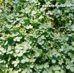 Bodembedekker Acaena buchananii afhaal aanbieding., Tuin en Terras, Planten | Tuinplanten, Ophalen, Overige soorten, Halfschaduw