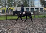 Breedgebouwde, knappe zwarte ruin, Dieren en Toebehoren, Paarden, B, Gechipt, Ruin, 160 tot 165 cm