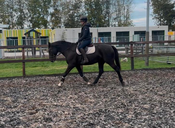 Breedgebouwde, knappe zwarte ruin, Dieren en Toebehoren, Paarden, Ruin, B, 160 tot 165 cm, 11 jaar of ouder, Recreatiepaard, Met stamboom