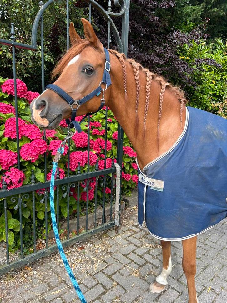 Te koop: Arabisch volbloed –M-niveau Super lief karakter, Dieren en Toebehoren, Paarden, Ruin, M, Minder dan 160 cm, 7 tot 10 jaar