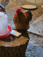 Gratis haan afhalen, Dieren en Toebehoren, Mannelijk, Kip