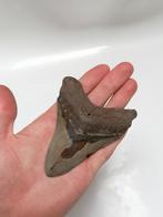 Megalodon tand, Ophalen of Verzenden, Opgezet dier