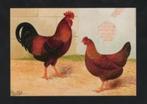 Pluimvee Kippen Welsumer Roodpatrijs Boerderij, Van Gink, Ophalen of Verzenden, 1980 tot heden, Ongelopen, Vogel