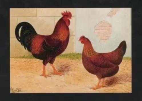 Pluimvee Kippen Welsumer Roodpatrijs Boerderij, Van Gink, Verzamelen, Ansichtkaarten | Dieren, Ongelopen, 1980 tot heden, Vogel