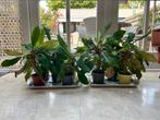 Madagascar Jewel plantjes, Ophalen, Overige soorten, Halfschaduw, Minder dan 100 cm