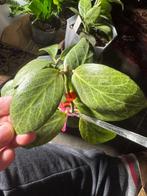 Hoya obscura silver stek, Huis en Inrichting, Kamerplanten, Verzenden, Halfschaduw, Minder dan 100 cm