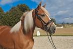 Hele knappe leuke haflinger merrie !!, Dieren en Toebehoren, Pony's, Merrie, E pony (1.48m - 1.57m), Gechipt, 7 tot 10 jaar