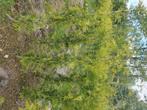 Thuja brabant, Verzenden, Conifeer, 100 tot 250 cm