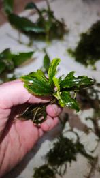 Bucephalandra plantjes, Dieren en Toebehoren, Ophalen