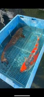 Koi karpers, Karper of Koi