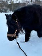 Plekje voor lieve shetlanders gezocht omgeving Gemert, Dieren en Toebehoren, Stalling en Weidegang, Weidegang, 2 of 3 paarden of pony's