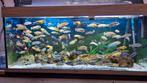 Malawi cichliden mix, Dieren en Toebehoren, Vis