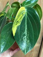 Peperomia maculosa vanilla plant variegata aurea unicorn, Huis en Inrichting, Kamerplanten, Ophalen of Verzenden, Overige soorten