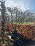 Zeer oude vertakte japanse esdoorn, Tuin en Terras, Ophalen, Bloeit niet, Overige soorten, Halfschaduw