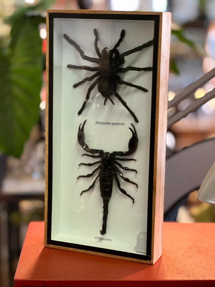 Kijkkast met grote schorpioen en spin achter glas, Dieren en Toebehoren, Insecten en Spinnen, Spin of Schorpioen