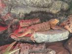 Gezonde baardagaam gratis afhalen!, Hagedis, Met terrarium, 3 tot 6 jaar