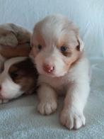 Lieve raszuivere Australian shepherd pups..., Dieren en Toebehoren, Honden | Herdershonden en Veedrijvers, CDV (hondenziekte)