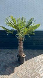 Trachycarpus Fortunei palmboom Stamhoogte 80 cm, Zomer, Volle zon, Ophalen, Palmboom