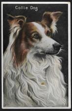 uk 1910 portret hond schotse collie Colley hoogglans kaart, Overige thema's, Ongelopen, Voor 1920, Verzenden