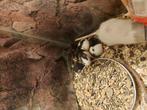 Voeder ratte, Dieren en Toebehoren, September, Meerdere dieren, Rat