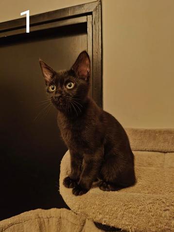 Bengaal Main Coon kitten beschikbaar voor biedingen