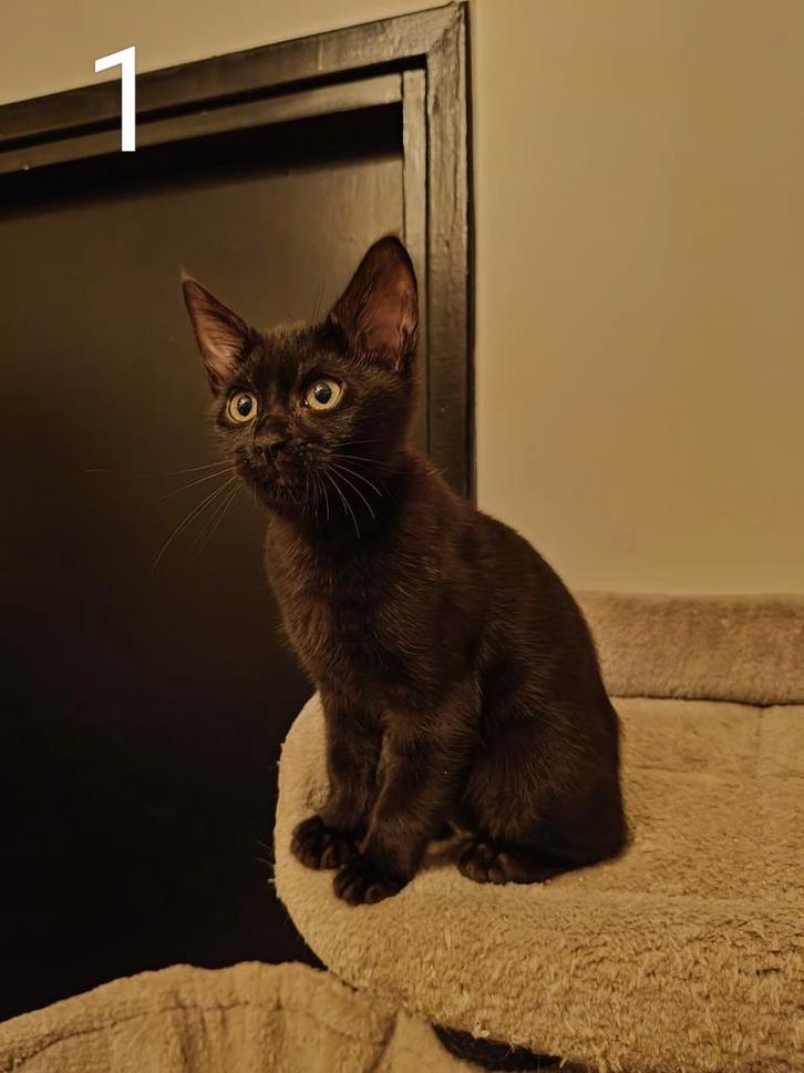 Bengaal Main Coon kitten, Dieren en Toebehoren, Katten en Kittens | Overige Katten, Kortharig, Poes, 0 tot 2 jaar