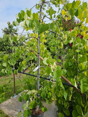 canadensis Vanilla Twist / witte treurvorm judasboom ‼️  beschikbaar voor biedingen