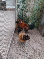 Baardkuifkrielen, Dieren en Toebehoren, Meerdere dieren, Kip