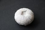 Fossiel zee-egel wereld, Verzamelen, Mineralen en Fossielen, Ophalen of Verzenden, Fossiel
