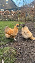 Zijdehoen kriel hanen te koop, Dieren en Toebehoren, Pluimvee, Mannelijk, Kip
