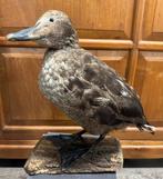 Opgezette Eidereend taxidermy, Ophalen of Verzenden, Gebruikt, Opgezet dier