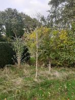 Rode beuk beukenboom boom Fagus sylvatica Atropunicea, Overige soorten, Lente, 250 tot 400 cm, Ophalen