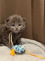 Ragdoll X Maine Coon kittens (Racoons), Meerdere dieren, Gechipt, 0 tot 2 jaar