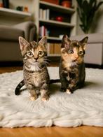 4  jonge kittens, Meerdere dieren