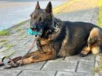 Werklijn Duitse herder reu 3 jaar oud, Dieren en Toebehoren, Honden | Herdershonden en Veedrijvers, Fokker | Hobbymatig, Reu, CDV (hondenziekte)