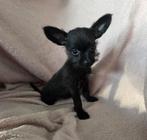 Toypoedel X Chihuahua puppy's, Dieren en Toebehoren, Honden | Chihuahua's en Gezelschapshonden, Poedel, 8 tot 15 weken, Meerdere dieren
