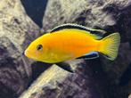 Labidochromis caeruleus yellow kakusa F1, Vis
